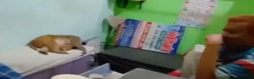 Обезьянка в больнице