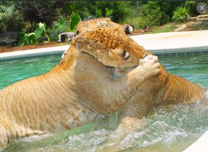 Самая большая кошка