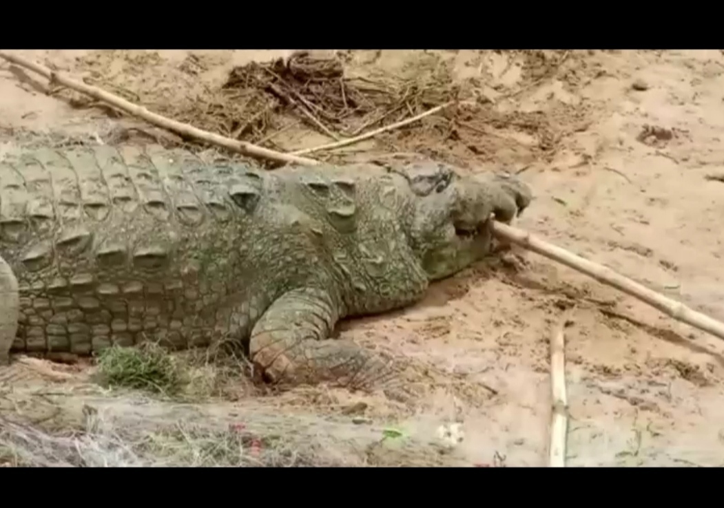 Несчастные родители стояли на берегу и смотрели на крокодила, только что проглотившего их сына.