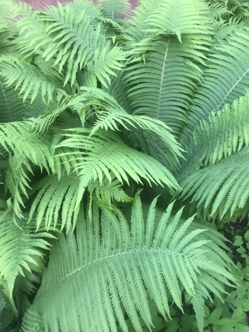 Сама садик я садила, сама буду поливать