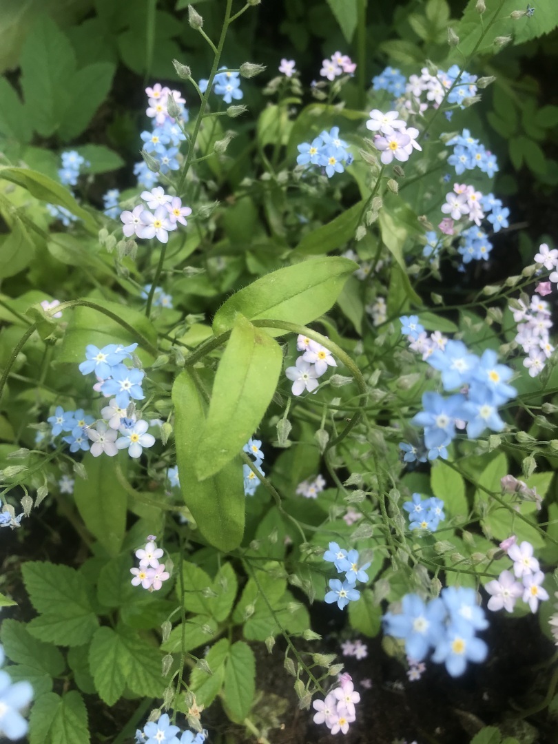 Сама садик я садила, сама буду поливать