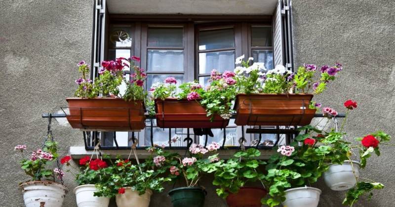 Ответственность за разведение цветов на балконе. Что нужно знать?