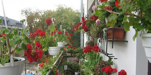 Ответственность за разведение цветов на балконе. Что нужно знать?