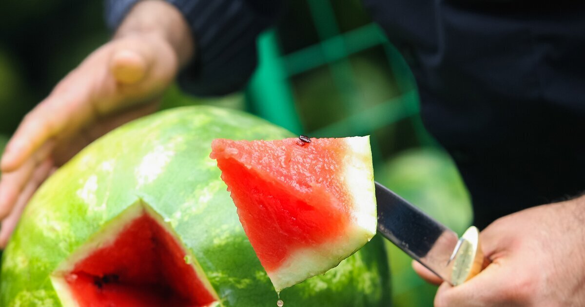 Как определить спелость арбуза с помощью смартфона