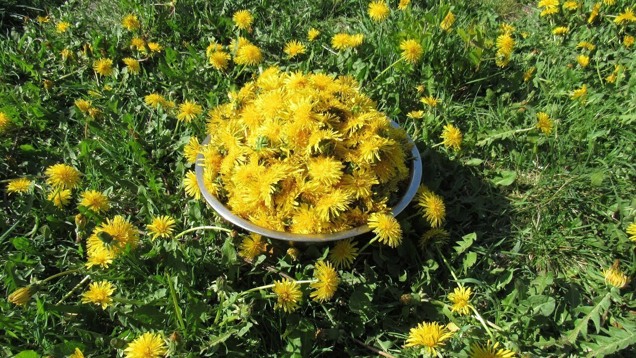 Мед из одуванчиков: здоровое лакомство от природы