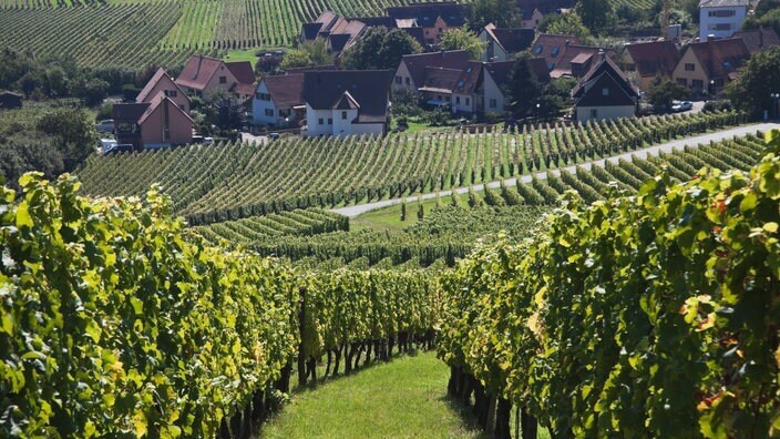 Существуют тысячи сортов винограда, но лишь немногие получили широкое распространение благодаря своему характерному вкусу и выносливости.