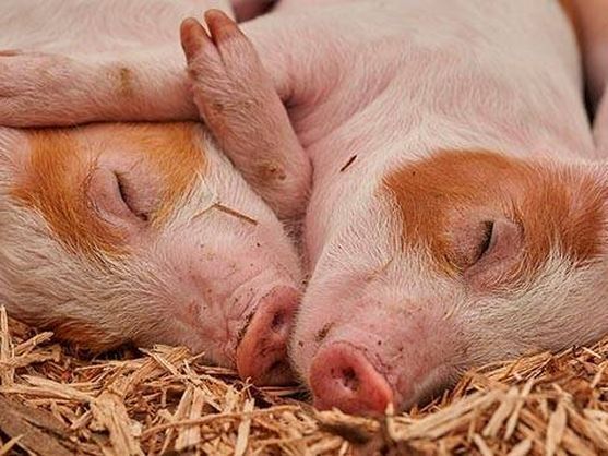 Восстановление клеточных функций. Ученым удается «воскресить» органы свиней через час после их смерти.