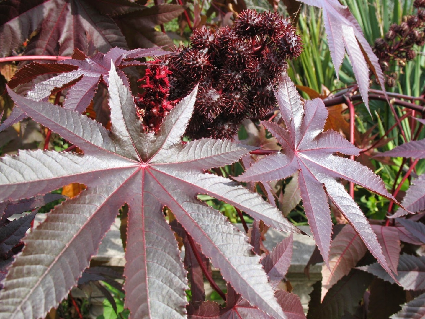 Клещевина обыкновенная (Ricinus communis l)