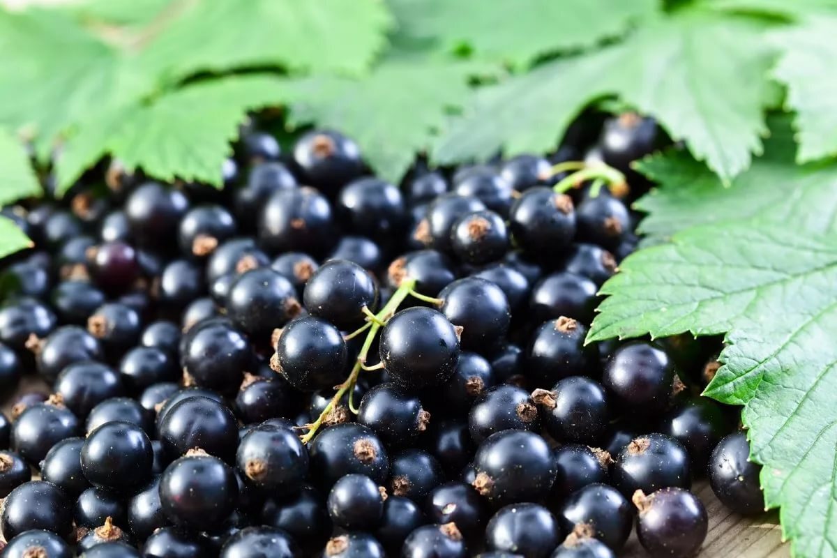 Смородина черная (ribes nigrum)