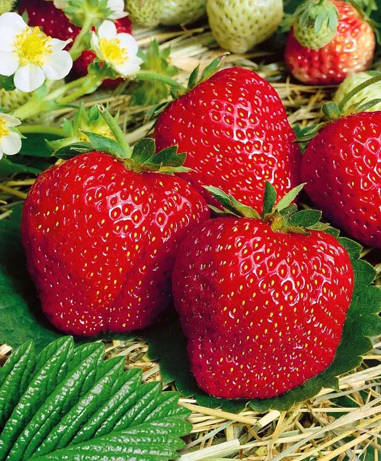 Топ-5 наиболее полезных продуктов для иммунитета. Эти вкусные, целебные фрукты и ягоды защищают от простуды и гриппа, а также насыщают витаминами