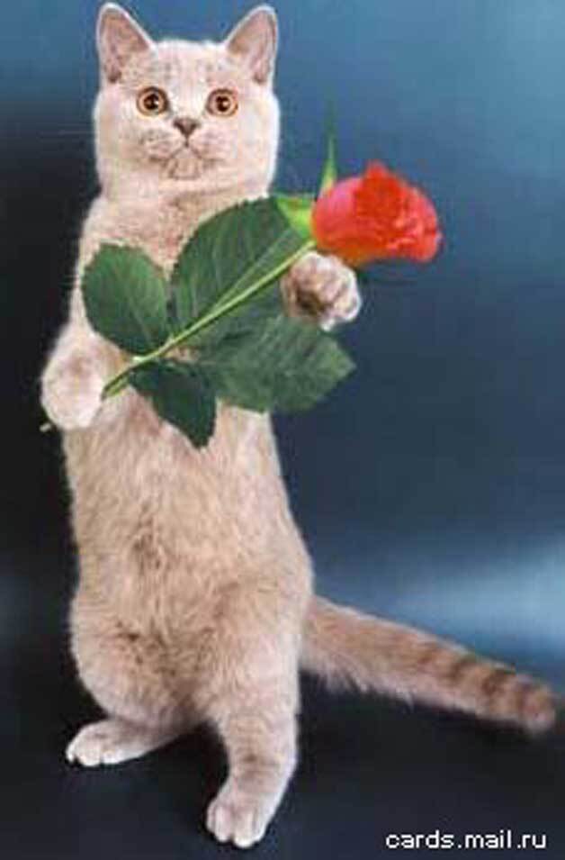 Загадка-шутка, или про "ужас летящий на крыльях ночи".