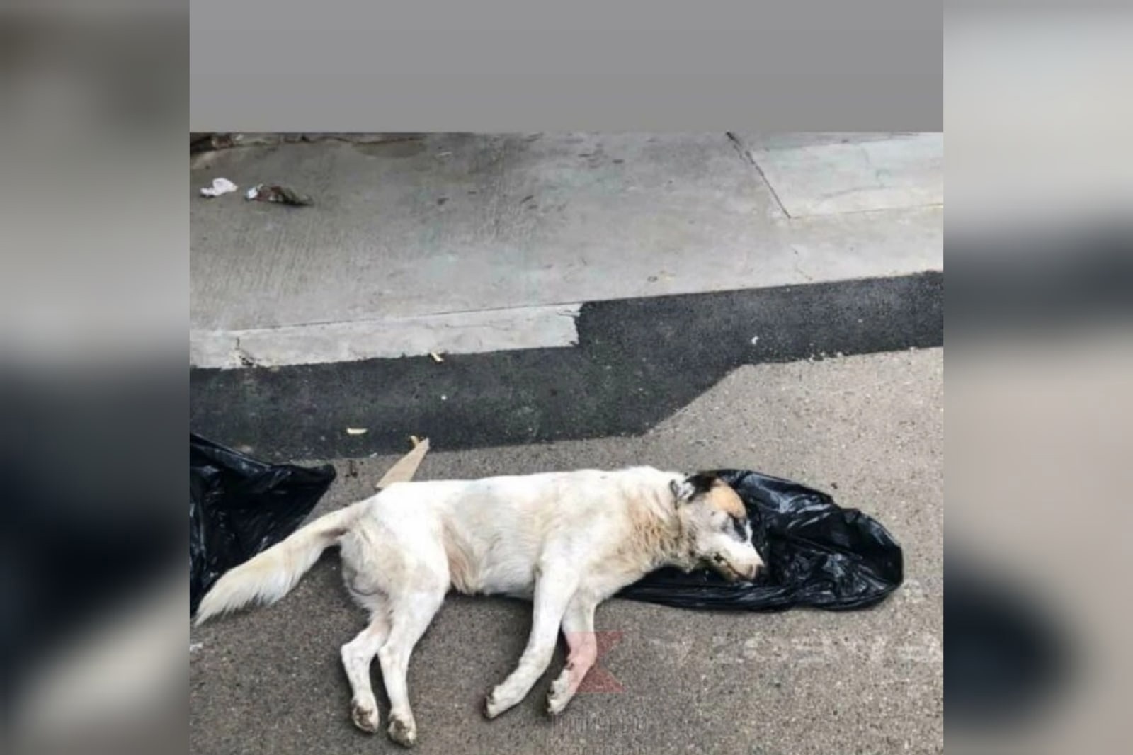 Живодерам место только в тюрьме! За то,что до смерти собак избивают в кубанской столице. Этот пёс никому не мешал.