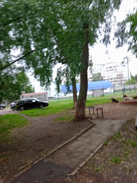 Сколько стоит отлов бездомных собак