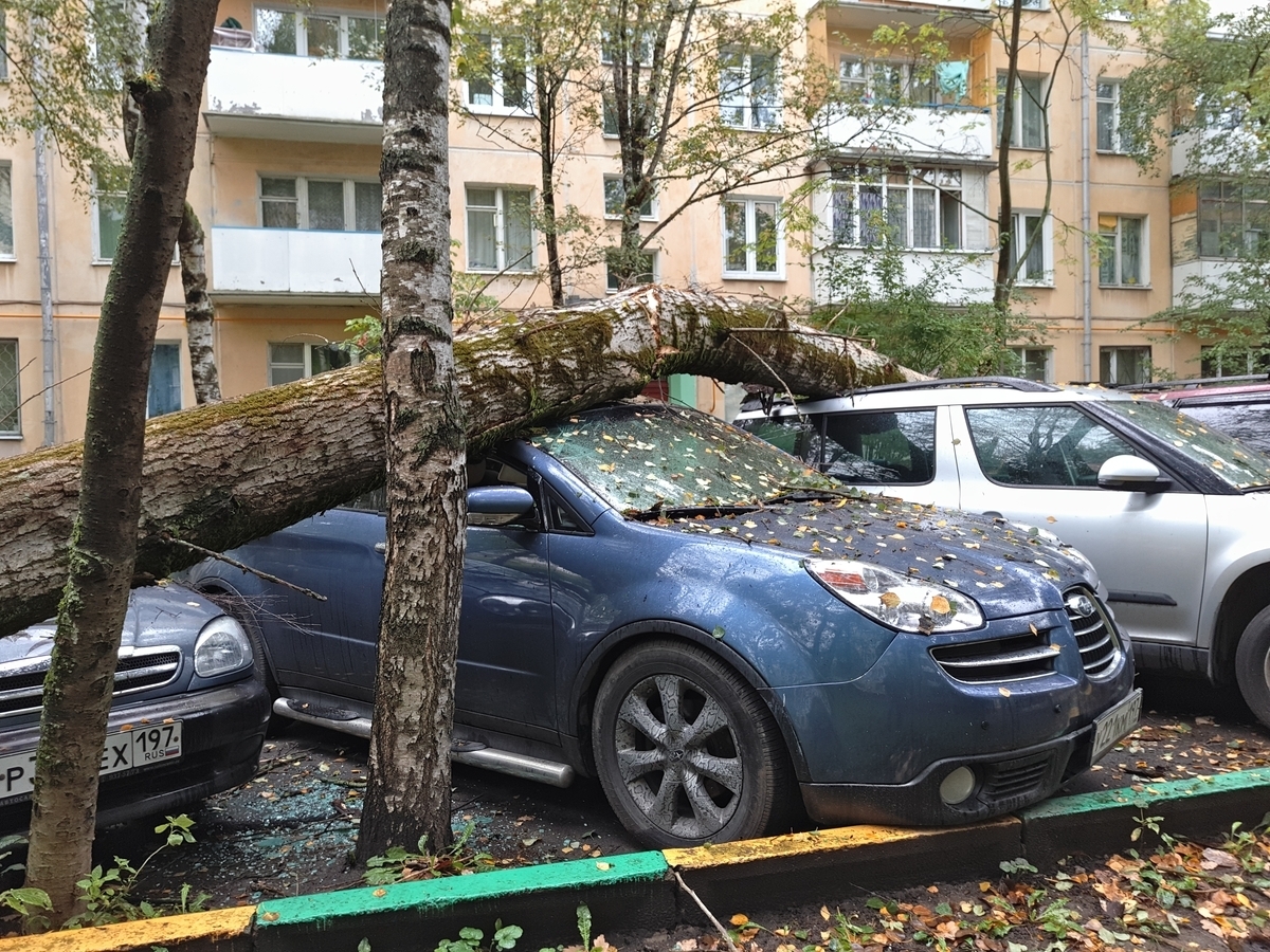 Дерево упало на машину: что делать, куда обращаться, как возместить ущерб?  Пошаговая инструкция от юриста | Семенова Ольга Юрьевна, 08 августа 2022