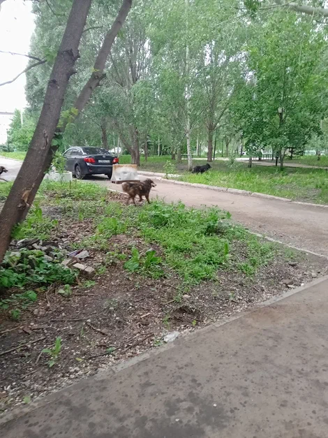 Сколько стоит отлов бездомных собак