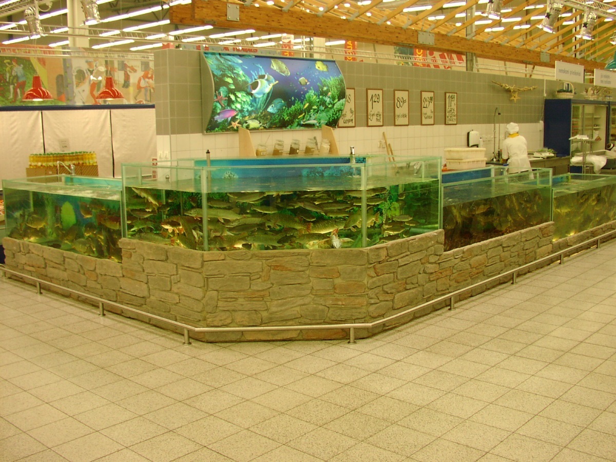 Хранение живой рыбы. Магазин аквариумов. Живая рыба в аквариуме. Рыба в аквариуме в магазине. Аквариум торговый для рыбы.