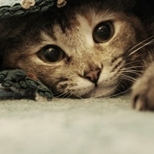 Надежда, г. Дубна