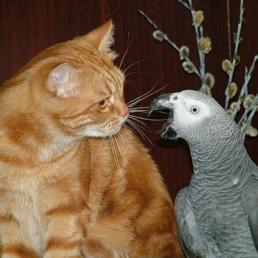 Кот и попугай. Чай пить будешь?