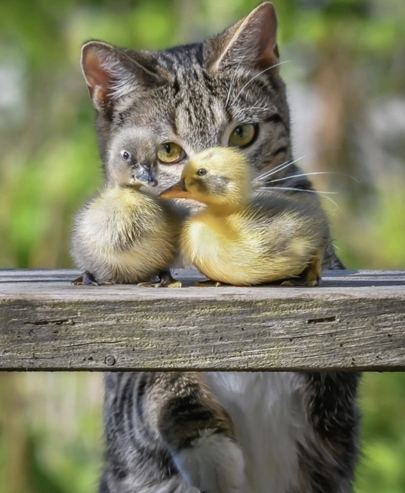 Эпидемия низкого интеллектуального уровня пришла в Россию