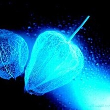 С. Физалис, г. Ростов-на-Дону