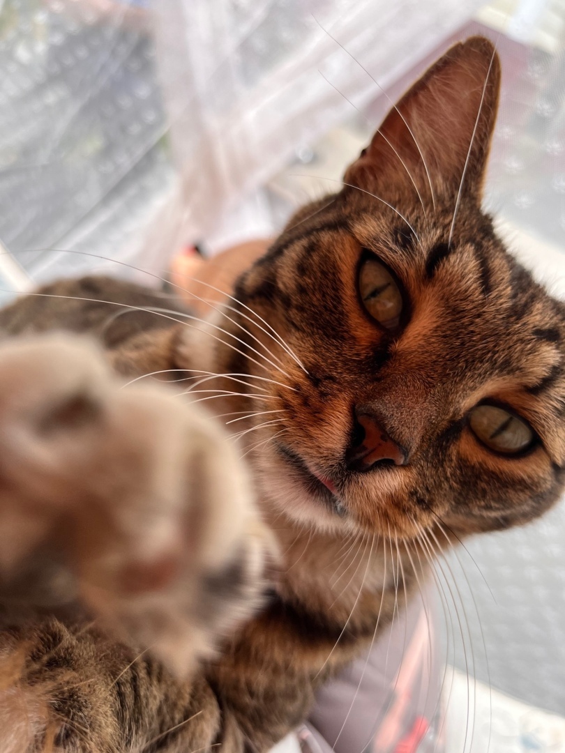 Споры о компенсации морального вреда: убил скотину – плати бабло!