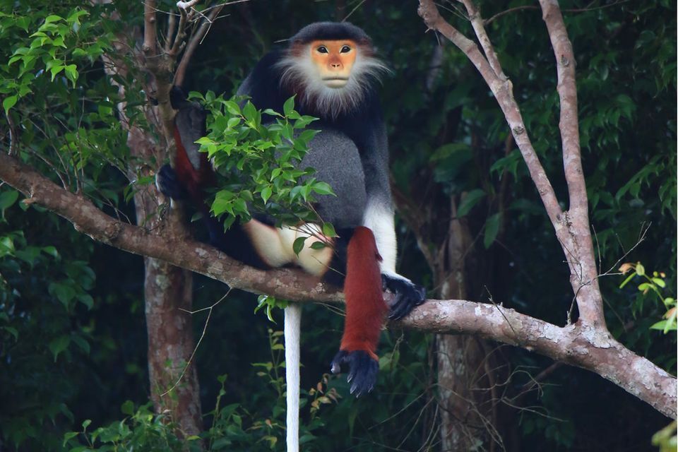 Рыжеволосая обезьяна в одежде - один из самых причудливых приматов на Земле