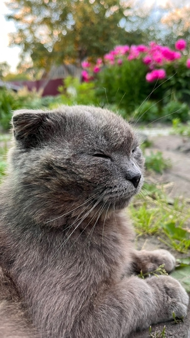 Споры о компенсации морального вреда: убил скотину – плати бабло!