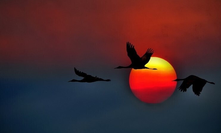 Интересные факты о птицах