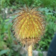 Елена, г. Санкт-Петербург