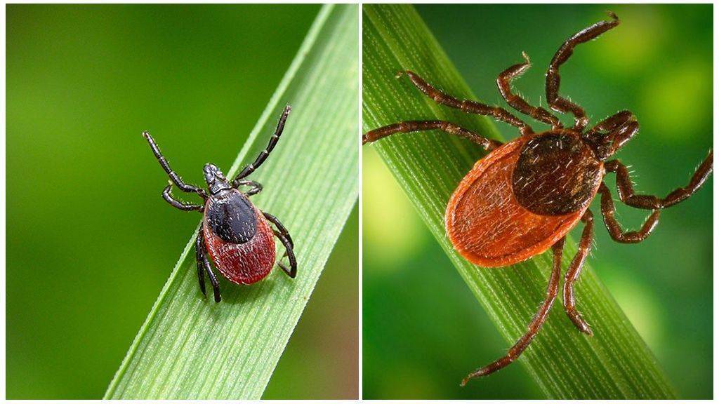 Клещи. Активны даже в жаркую погоду и могут передавать вирус