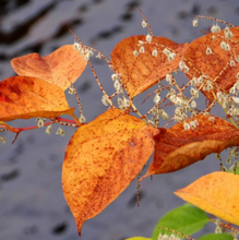 Светлана, г. Краснодар