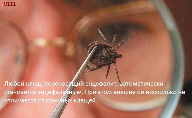 Вот тебе и "клещи" со смертельным исходом.