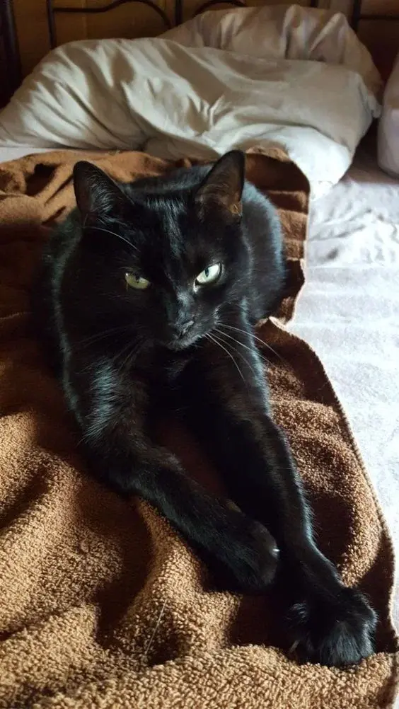 Кошки - прирожденные эмпаты, которые могут исцелить ваш разум, тело и душу