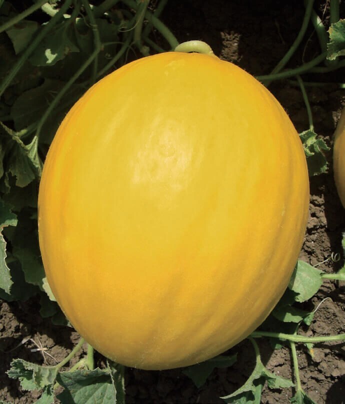 Сказочная история, которая случилась в одном приусадебном хозяйстве