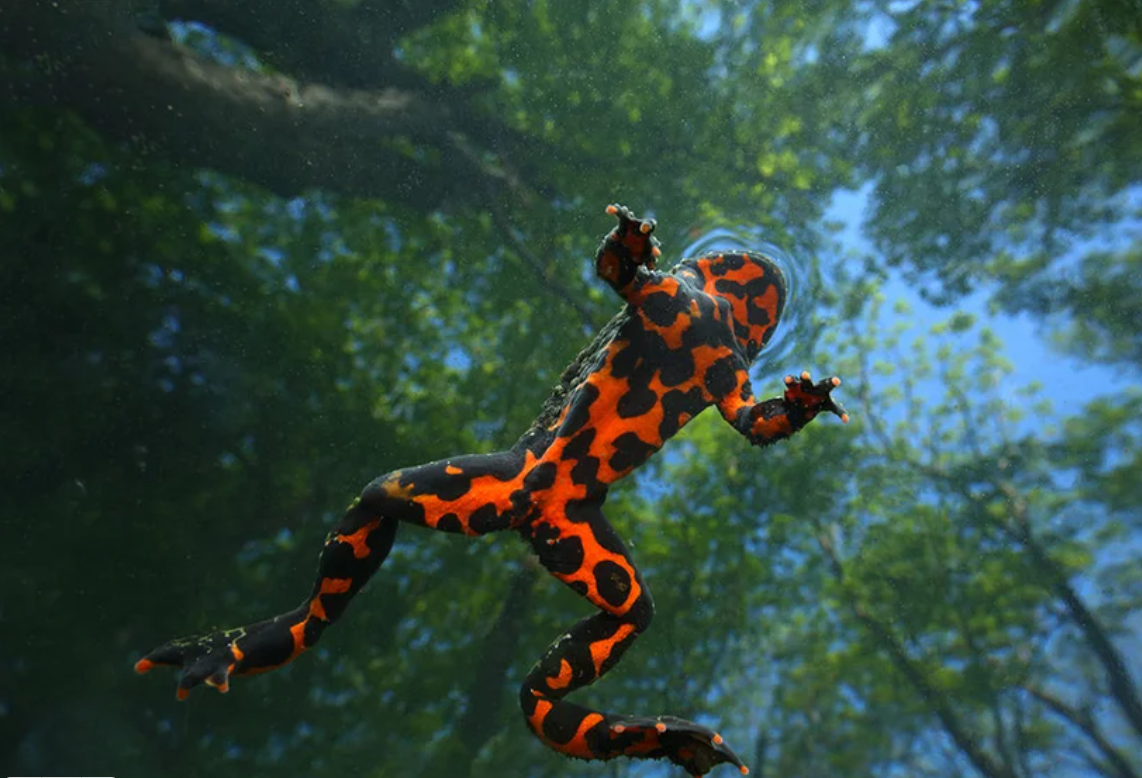 Умеете ли вы фотографировать?