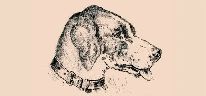 Где прячется собака? Вы сможете ее найти?