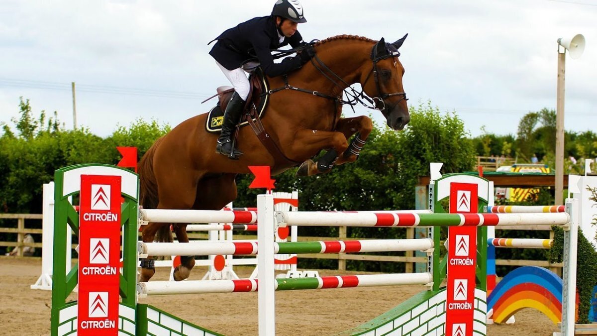 Различные виды конного спорта.Впечатляющие спортивные достижения лошадь и всадник.