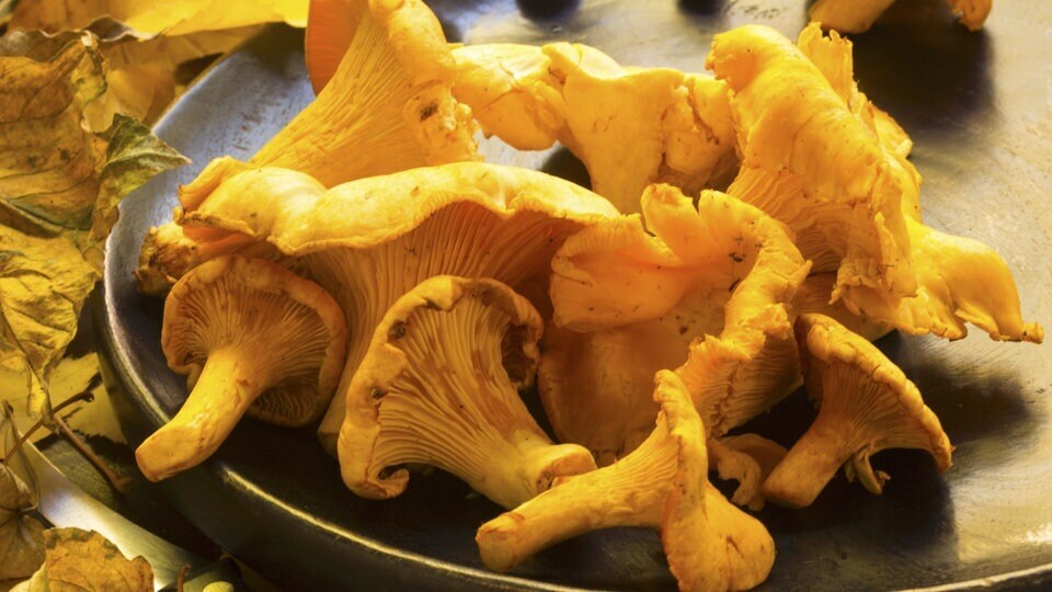 Грибы могут быть деликатесом, но удовольствие всегда омрачает риск: потому что многие вкусные съедобные грибы имеют ядовитых двойников.