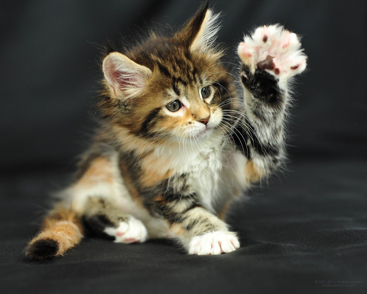 «Всё дело в котиках»