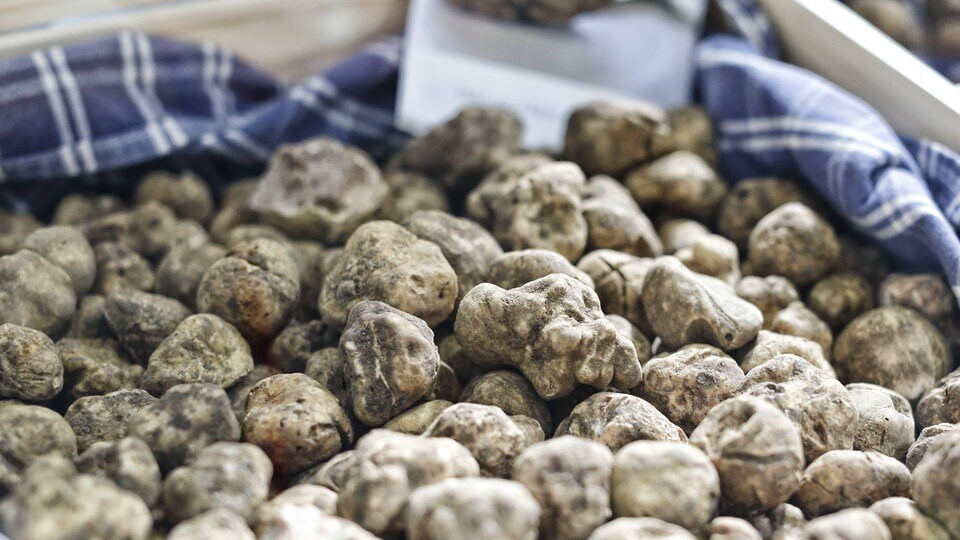 Трюфель - самый дорогой съедобный гриб в мире. Килограмм может стоить до 15 000 евро.