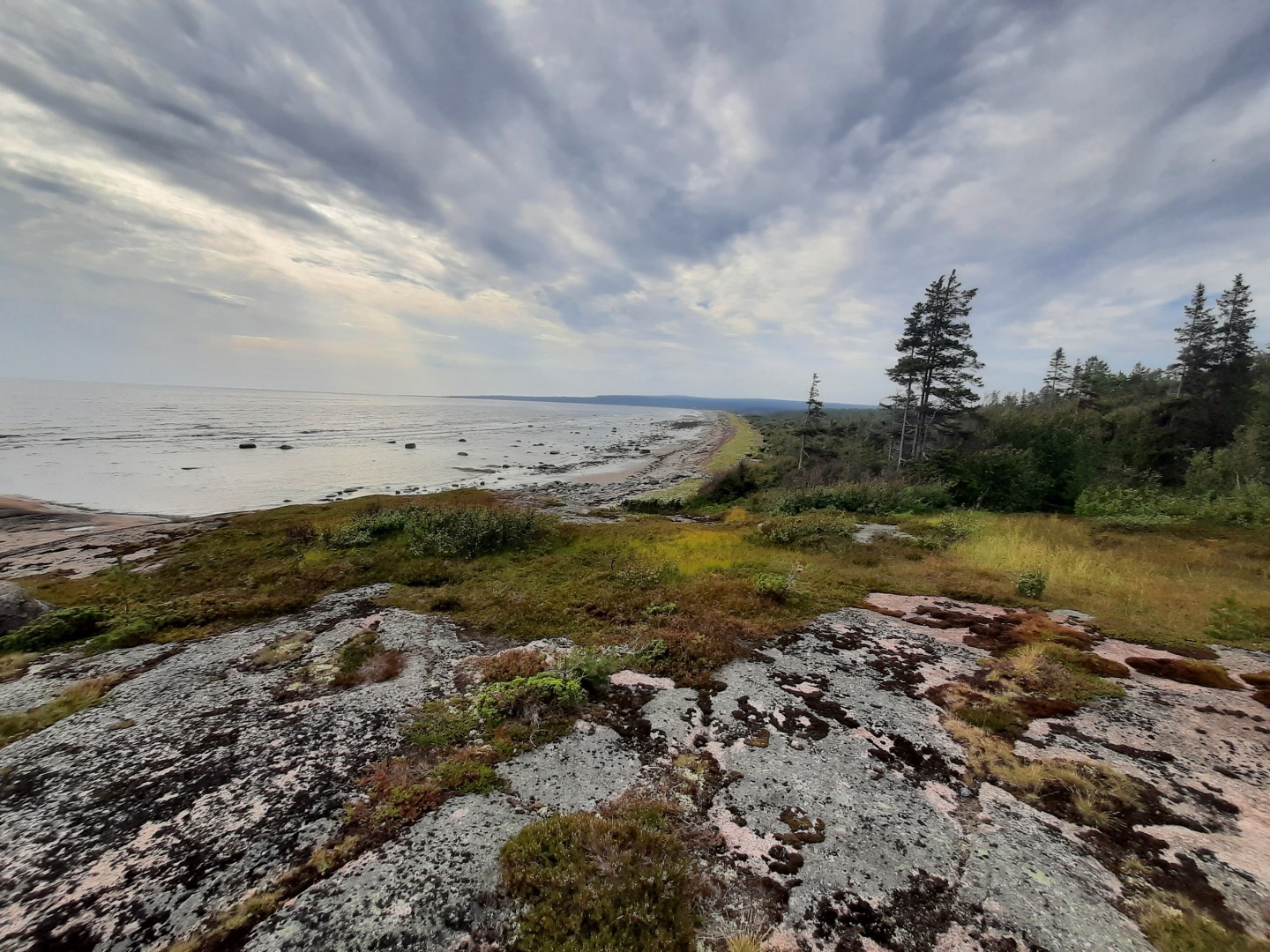 Опасности которые подстерегают кота на даче.