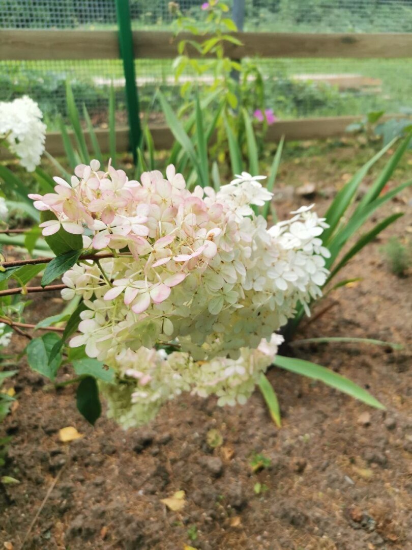 Стоит ли покупать дом в деревне?