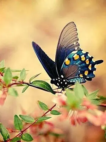 Мошенники на удаленке