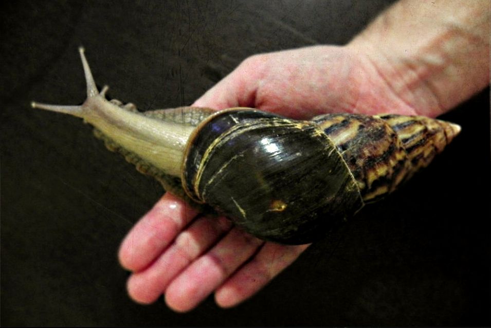 Гигантская улитка