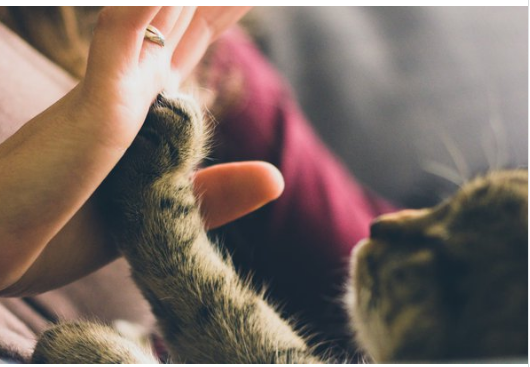 Как кошки воспринимают людей.