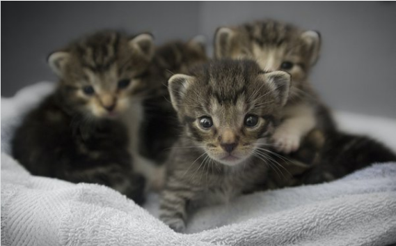 Как кошки воспринимают людей.