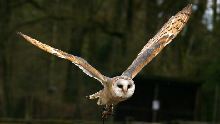 Cовы. Наше отношение к ним амбивалентно и сформировано суевериями и символизмом.