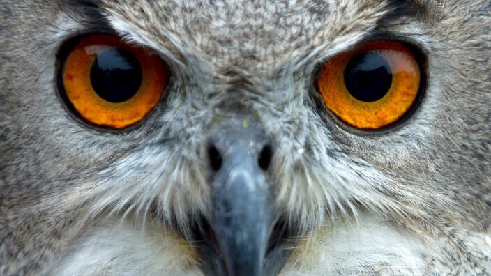 Cовы. Наше отношение к ним амбивалентно и сформировано суевериями и символизмом.