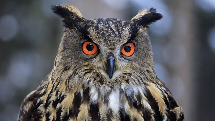 Cовы. Наше отношение к ним амбивалентно и сформировано суевериями и символизмом.