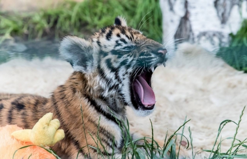Тигр Гектор добрался до нового дома в «Утёсе». Знакомится с тайгой.